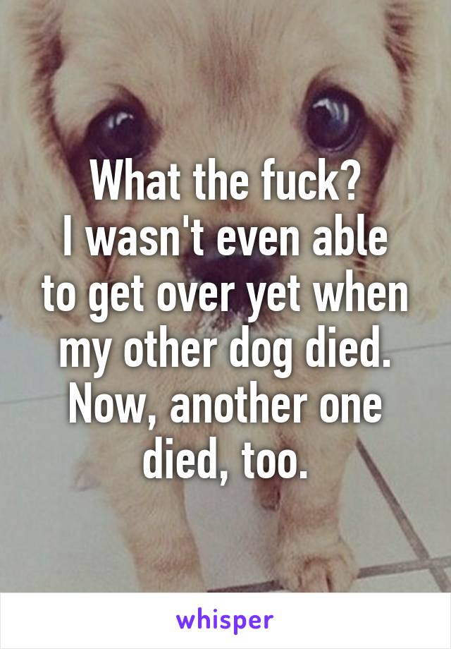 What the fuck?
I wasn't even able to get over yet when my other dog died.
Now, another one died, too.