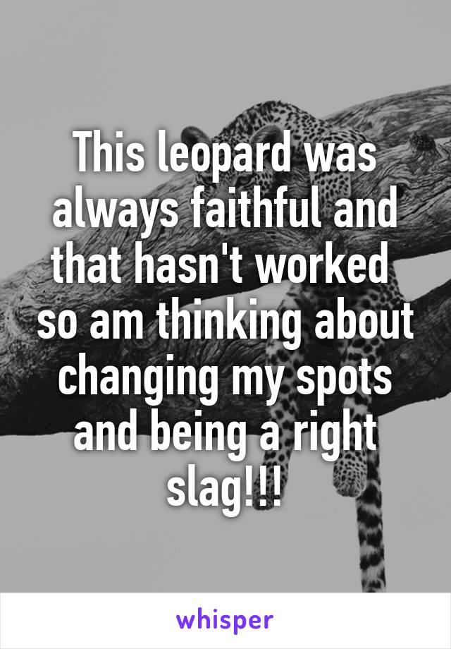 This leopard was always faithful and that hasn't worked  so am thinking about changing my spots and being a right slag!!!