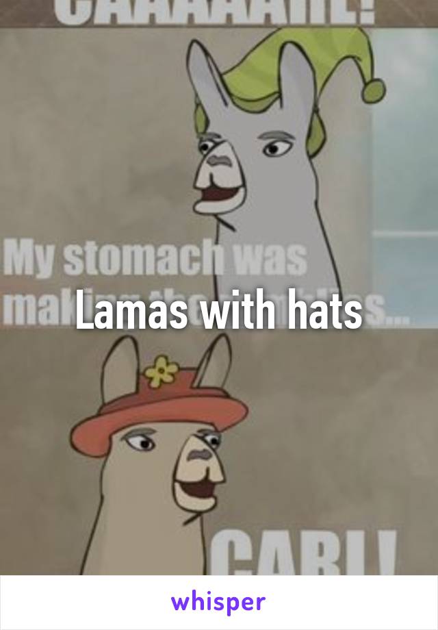 Lamas with hats