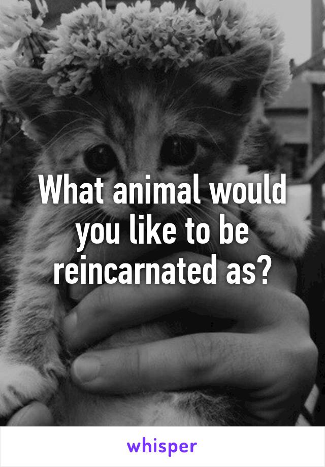 What animal would you like to be reincarnated as?