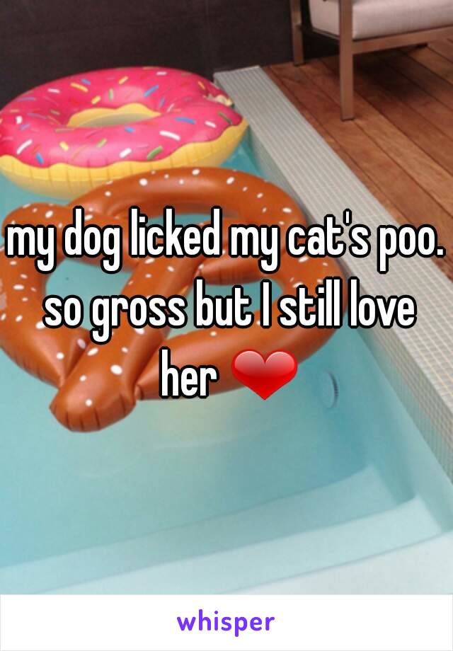 my dog licked my cat's poo. so gross but I still love her ❤