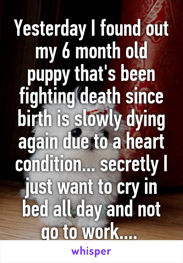 Yesterday I found out my 6 month old puppy that's been fighting death since birth is slowly dying again due to a heart condition... secretly I just want to cry in bed all day and not go to work.... 