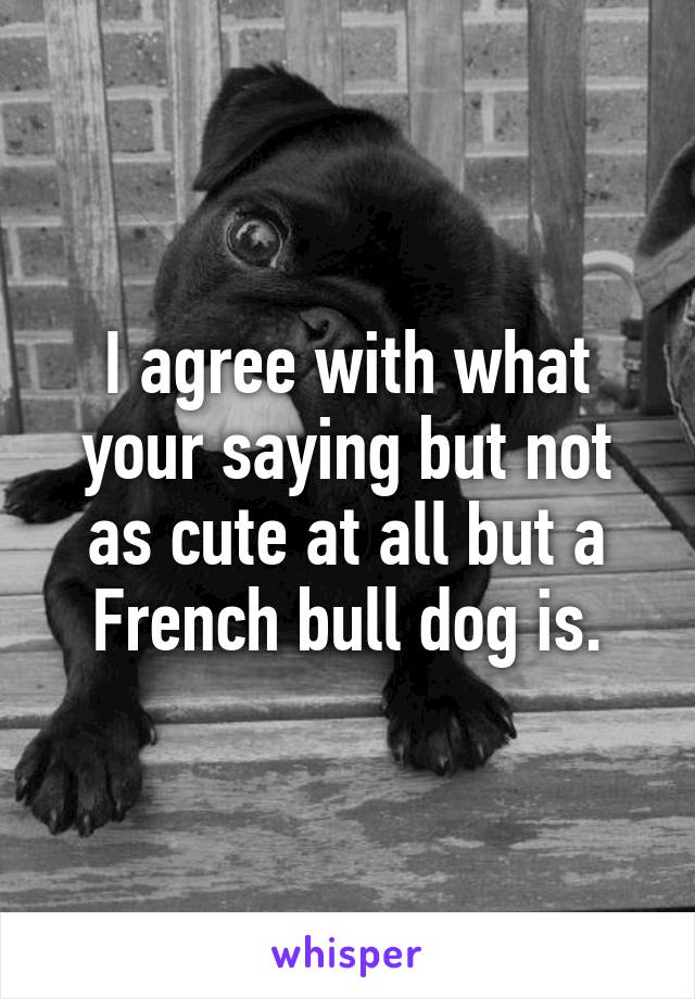 I agree with what your saying but not as cute at all but a French bull dog is.