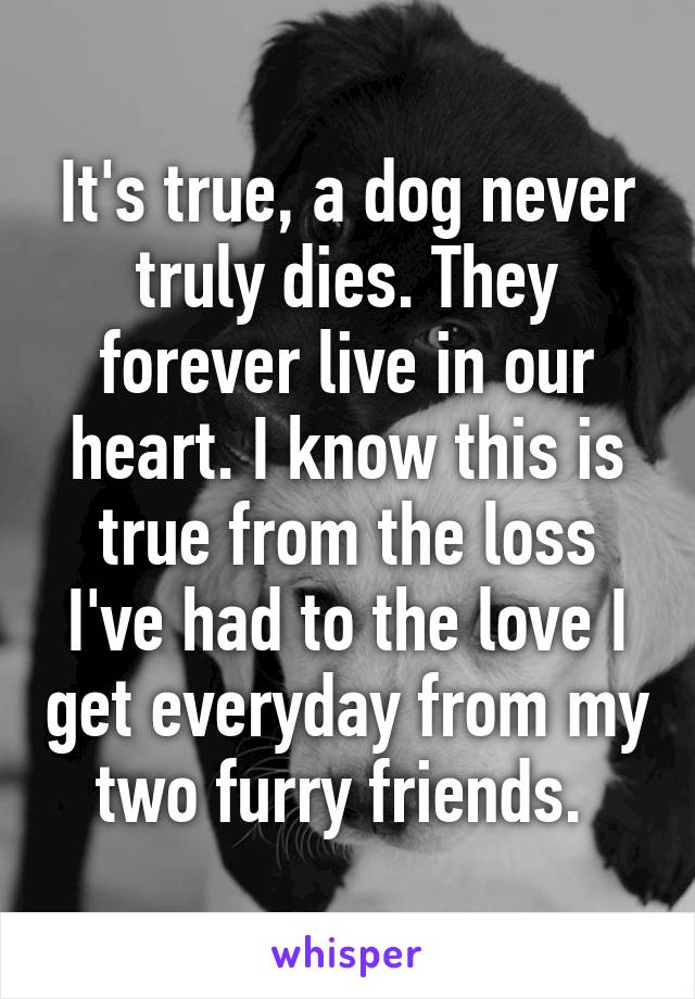 It's true, a dog never truly dies. They forever live in our heart. I know this is true from the loss I've had to the love I get everyday from my two furry friends. 