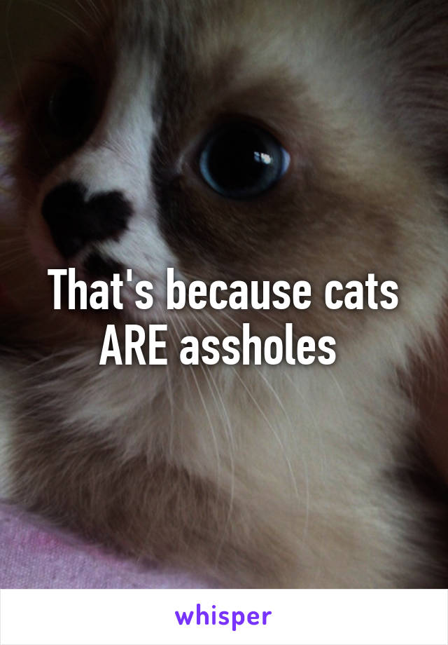 That's because cats ARE assholes 