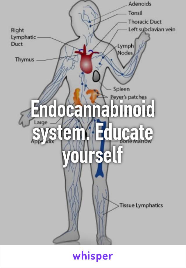 Endocannabinoid system. Educate yourself