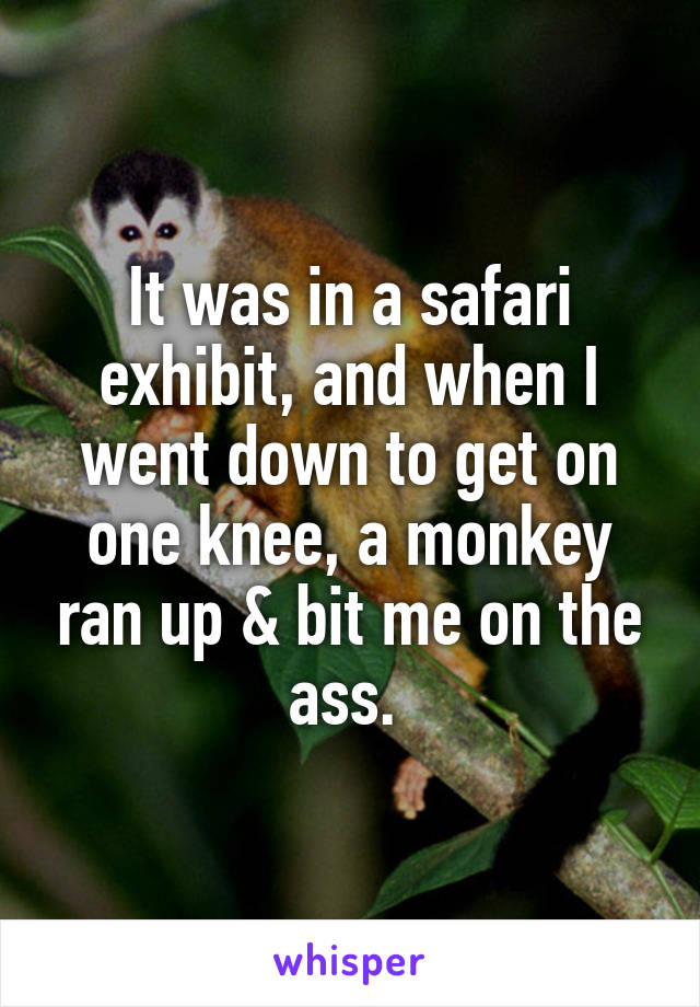 It was in a safari exhibit, and when I went down to get on one knee, a monkey ran up & bit me on the ass. 