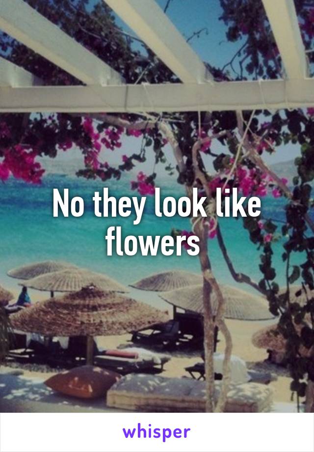 No they look like flowers 