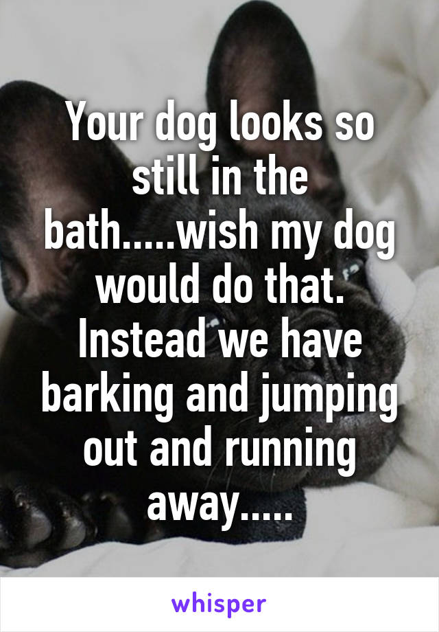 Your dog looks so still in the bath.....wish my dog would do that. Instead we have barking and jumping out and running away.....