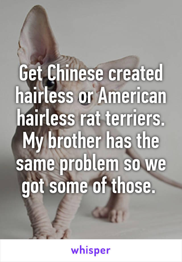 Get Chinese created hairless or American hairless rat terriers. My brother has the same problem so we got some of those. 