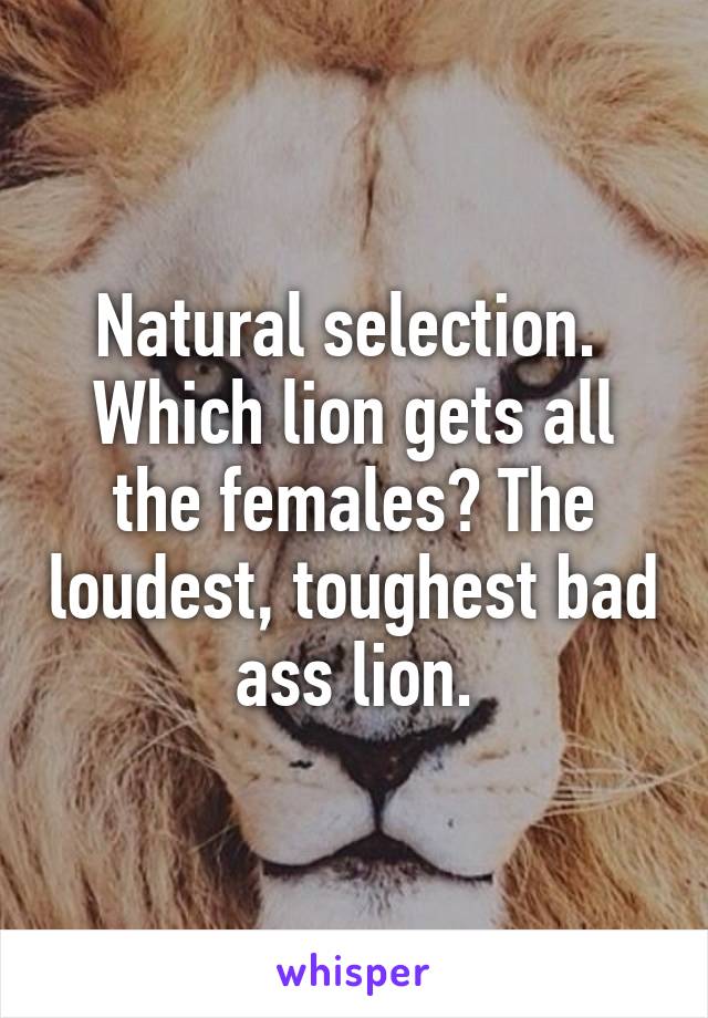 Natural selection.  Which lion gets all the females? The loudest, toughest bad ass lion.