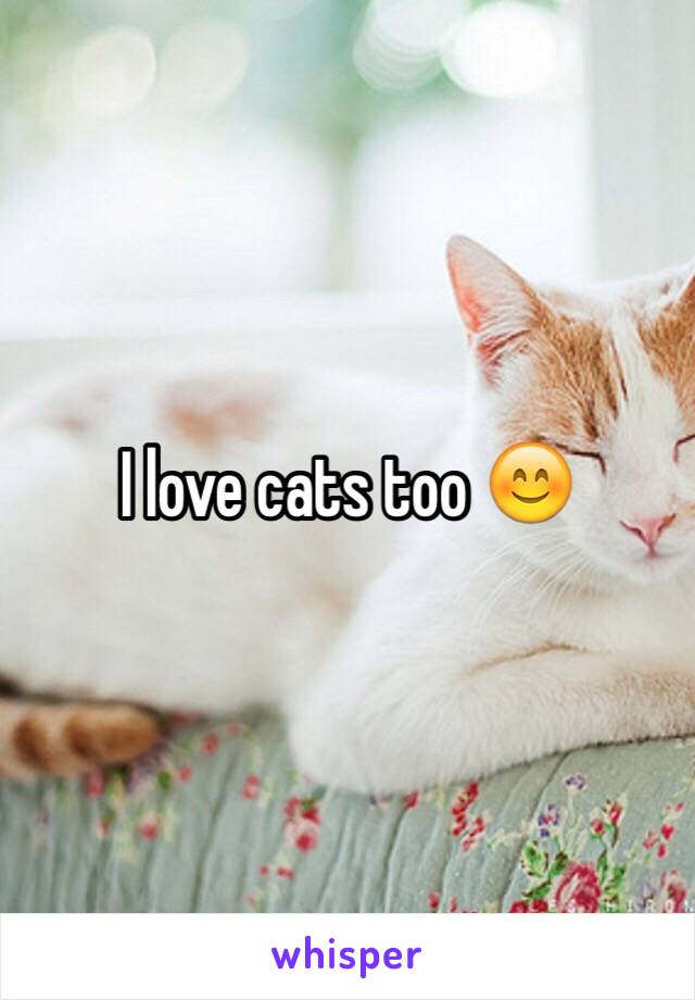 I love cats too 😊