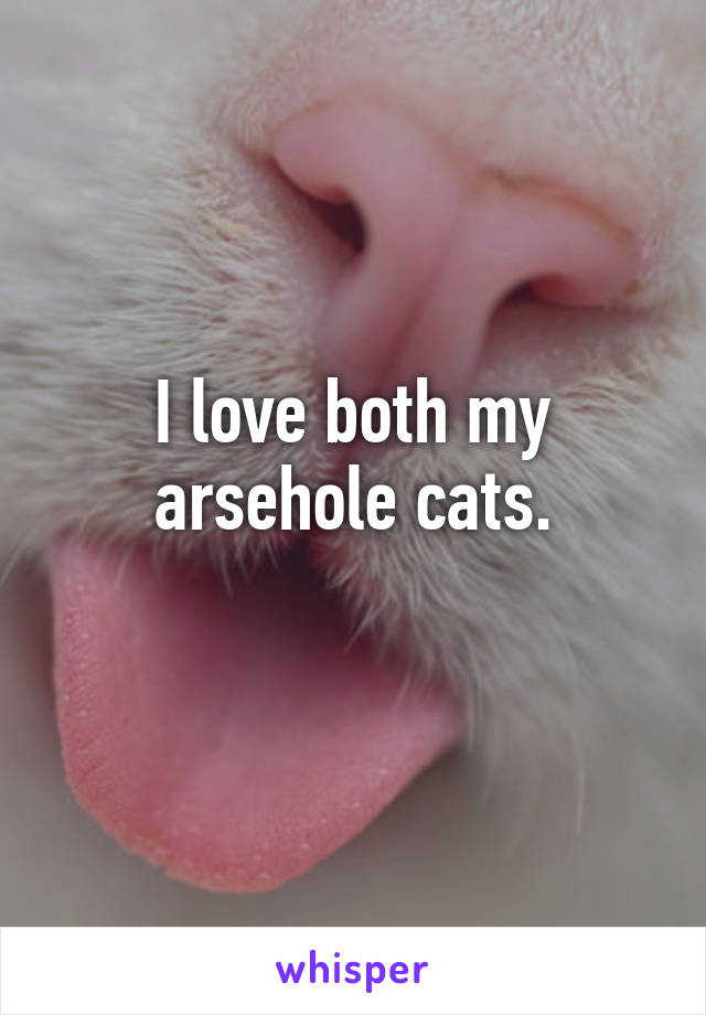 I love both my arsehole cats.
