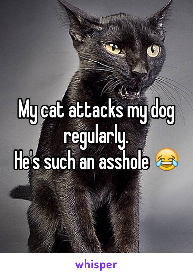 My cat attacks my dog regularly. 
He's such an asshole 😂