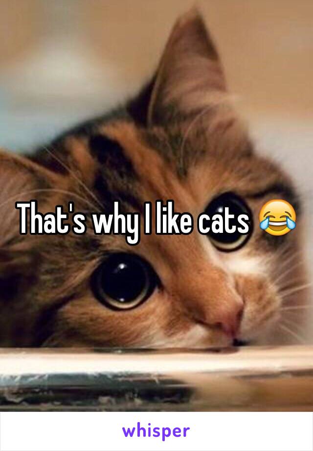 That's why I like cats 😂