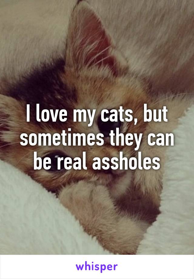 I love my cats, but sometimes they can be real assholes