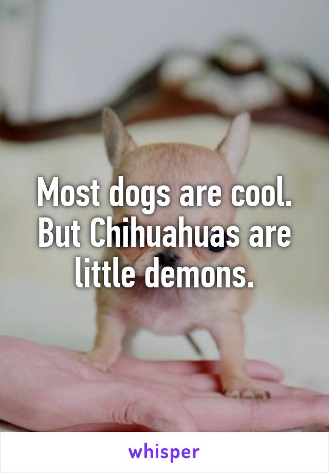 Most dogs are cool. But Chihuahuas are little demons.