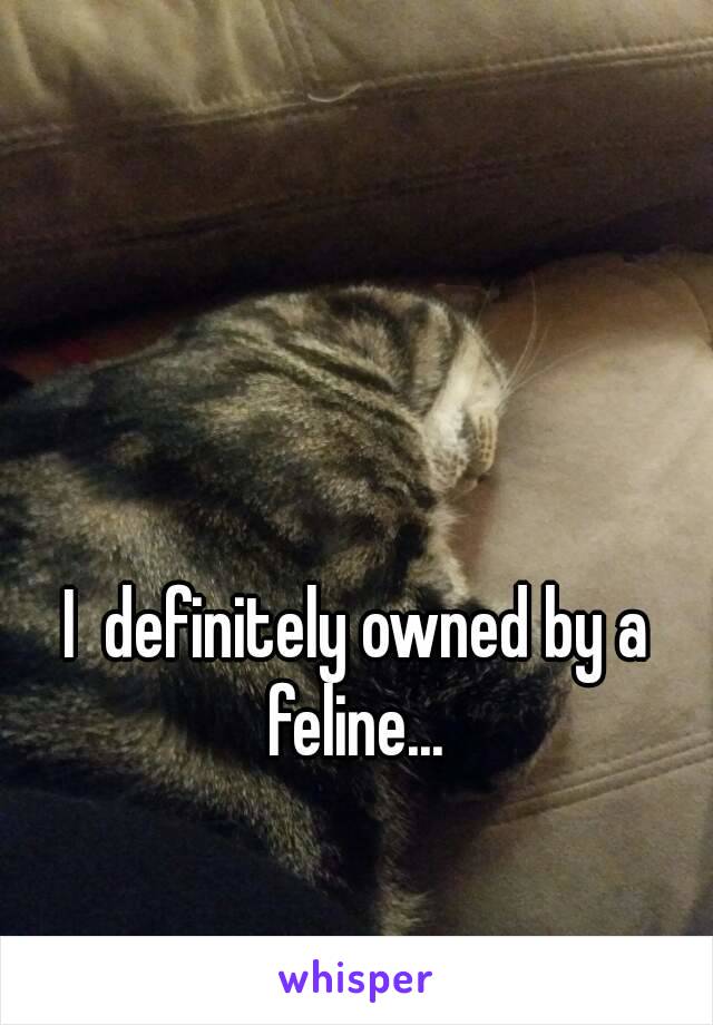 I  definitely owned by a feline... 