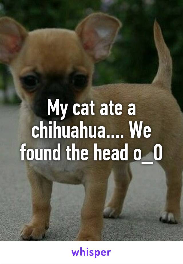 My cat ate a chihuahua.... We found the head o_O