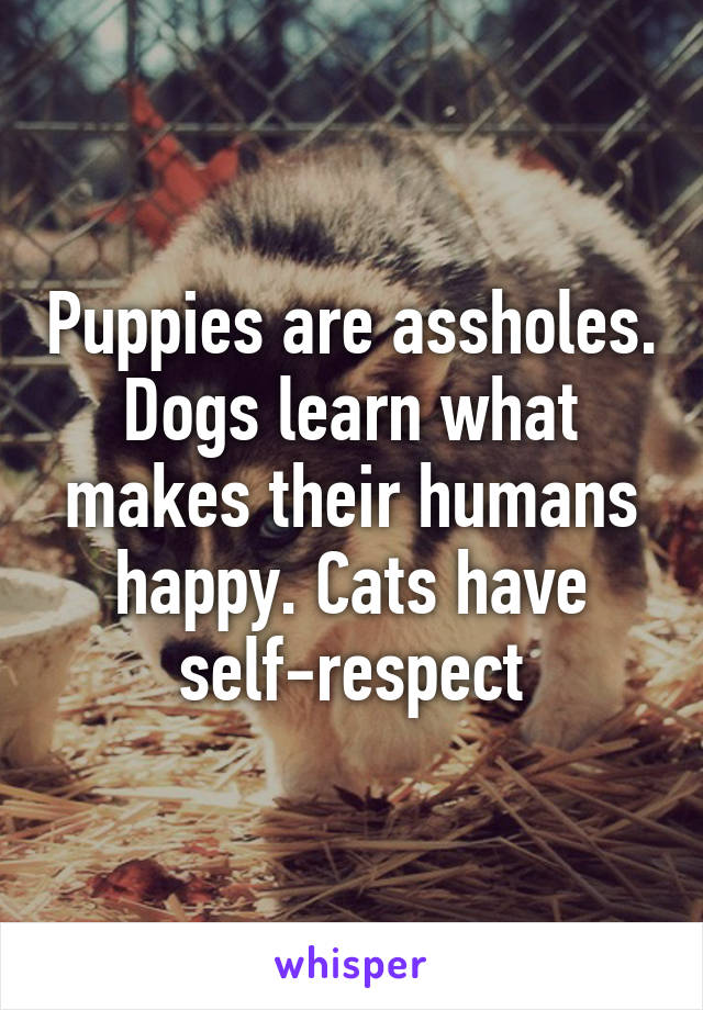 Puppies are assholes. Dogs learn what makes their humans happy. Cats have self-respect