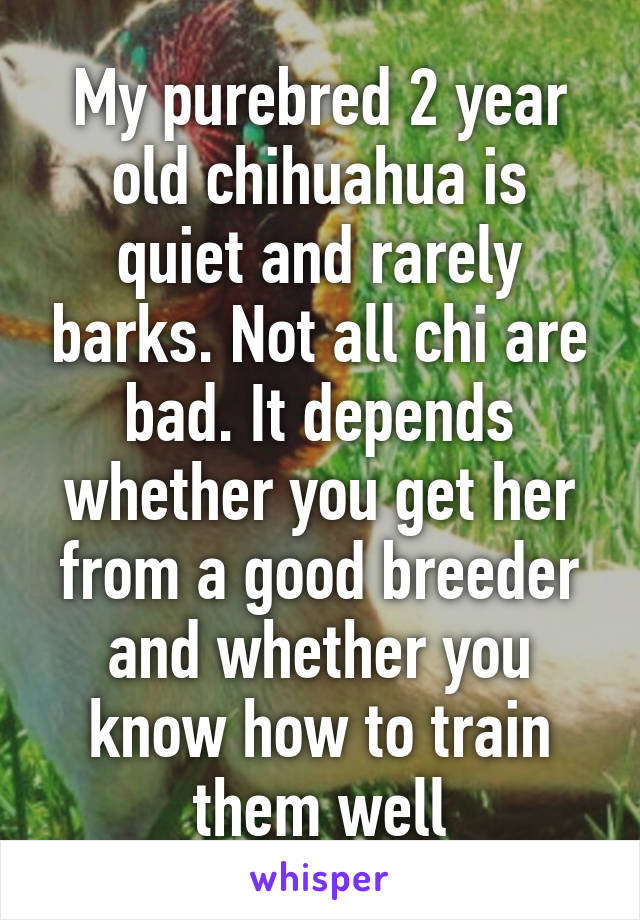 My purebred 2 year old chihuahua is quiet and rarely barks. Not all chi are bad. It depends whether you get her from a good breeder and whether you know how to train them well