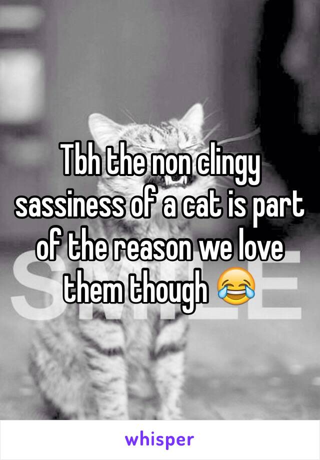 Tbh the non clingy sassiness of a cat is part of the reason we love them though 😂