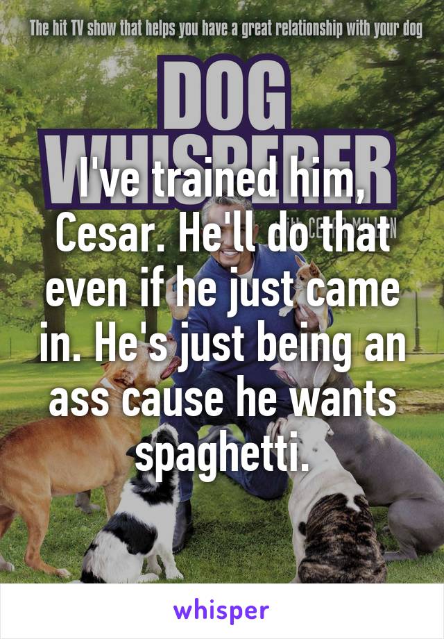 I've trained him, Cesar. He'll do that even if he just came in. He's just being an ass cause he wants spaghetti.