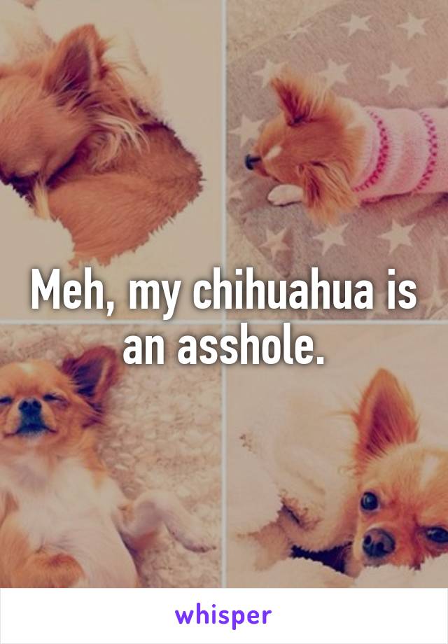 Meh, my chihuahua is an asshole.