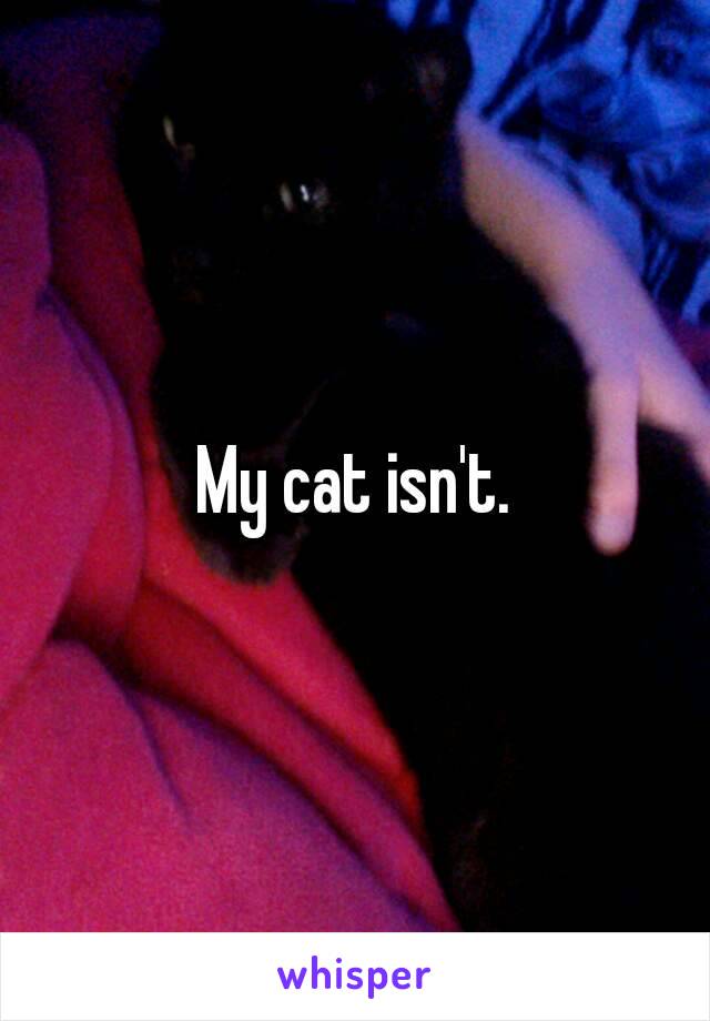 My cat isn't.