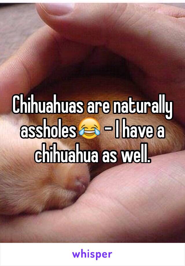 Chihuahuas are naturally assholes😂 - I have a chihuahua as well.