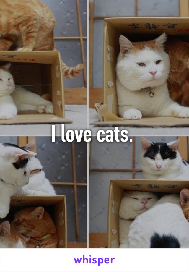 I love cats. 