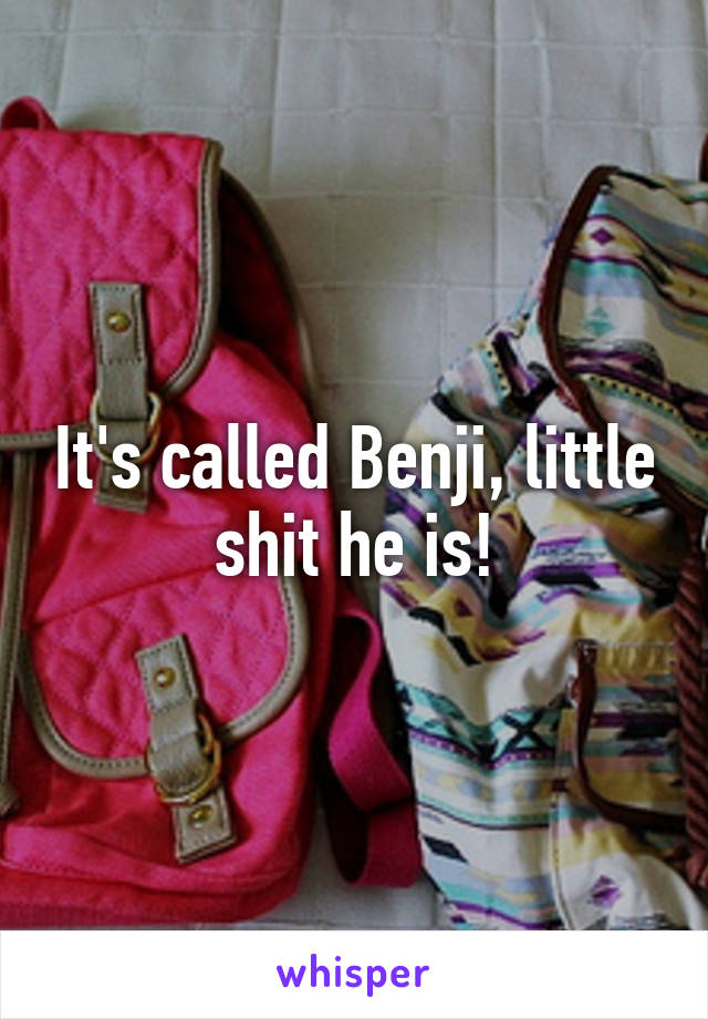 It's called Benji, little shit he is!