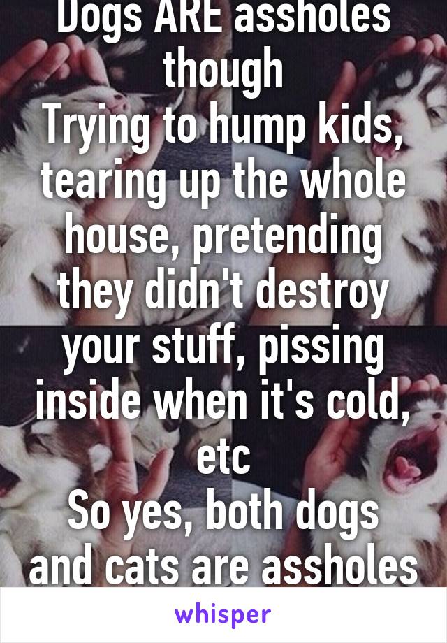 Dogs ARE assholes though
Trying to hump kids, tearing up the whole house, pretending they didn't destroy your stuff, pissing inside when it's cold, etc
So yes, both dogs and cats are assholes 