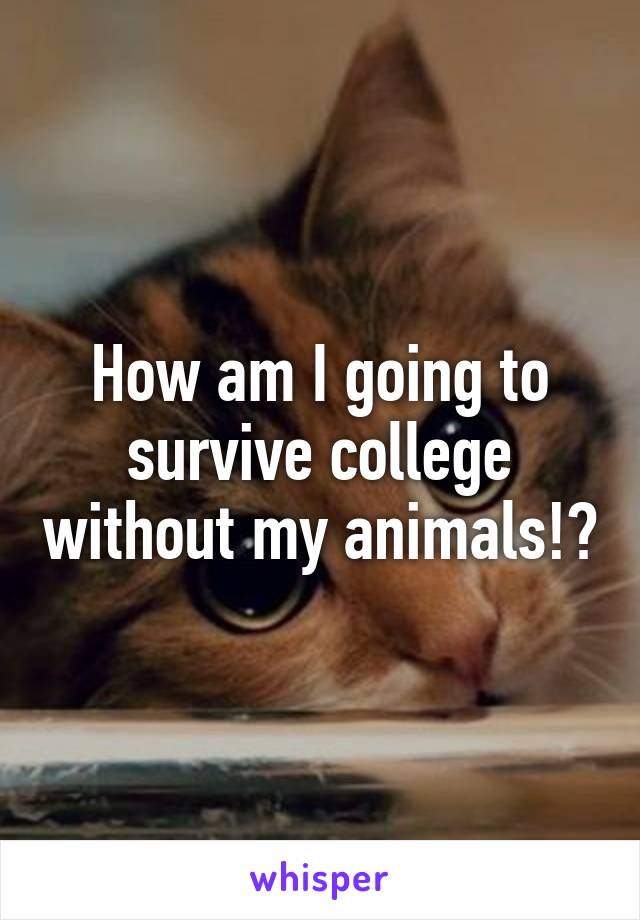 How am I going to survive college without my animals!?