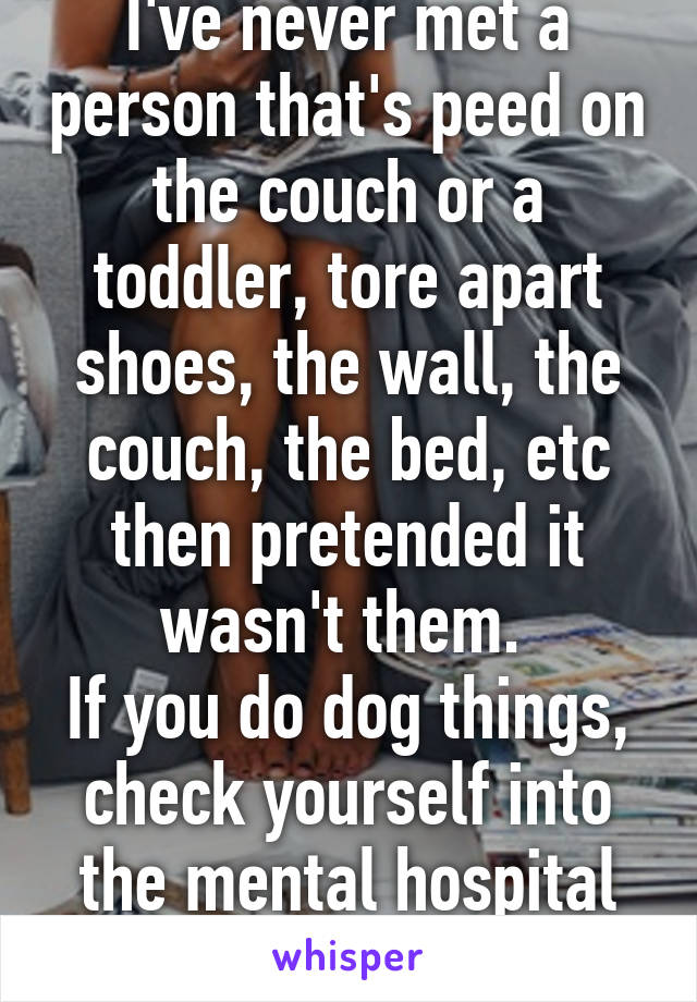 I've never met a person that's peed on the couch or a toddler, tore apart shoes, the wall, the couch, the bed, etc then pretended it wasn't them. 
If you do dog things, check yourself into the mental hospital please. 