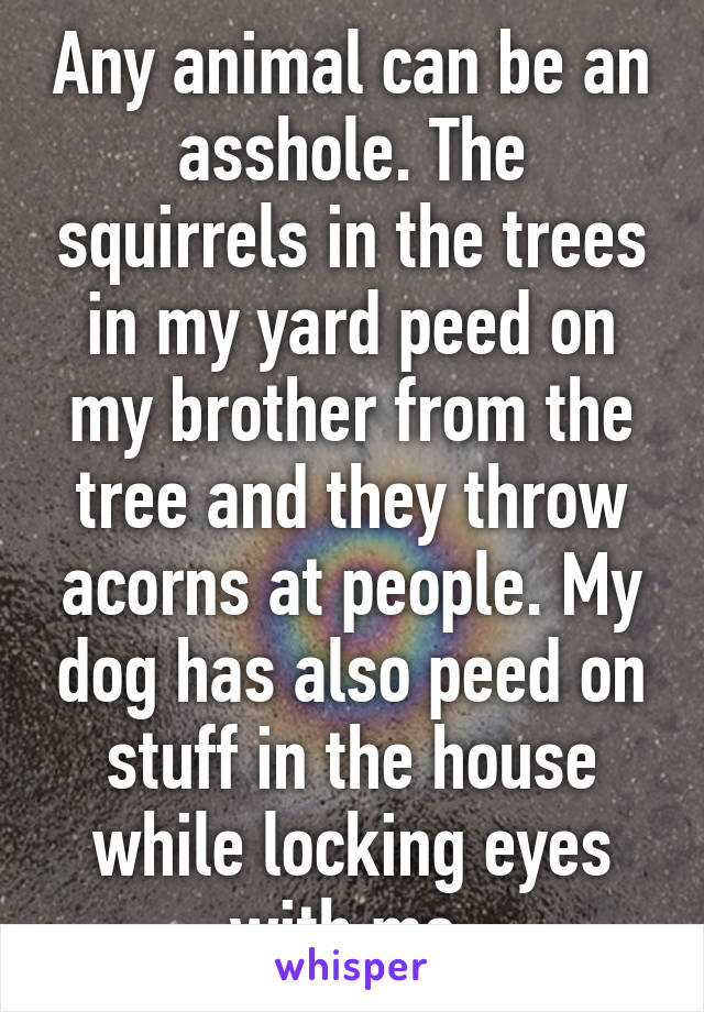 Any animal can be an asshole. The squirrels in the trees in my yard peed on my brother from the tree and they throw acorns at people. My dog has also peed on stuff in the house while locking eyes with me.