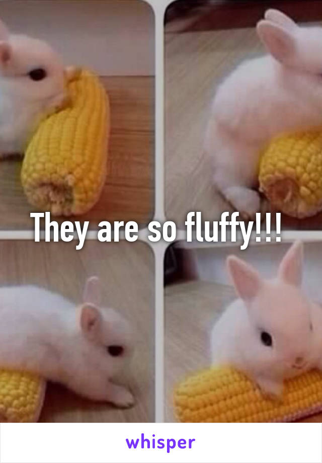 They are so fluffy!!! 