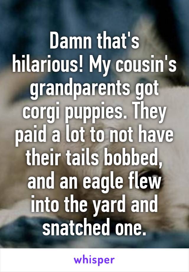 Damn that's hilarious! My cousin's grandparents got corgi puppies. They paid a lot to not have their tails bobbed, and an eagle flew into the yard and snatched one.