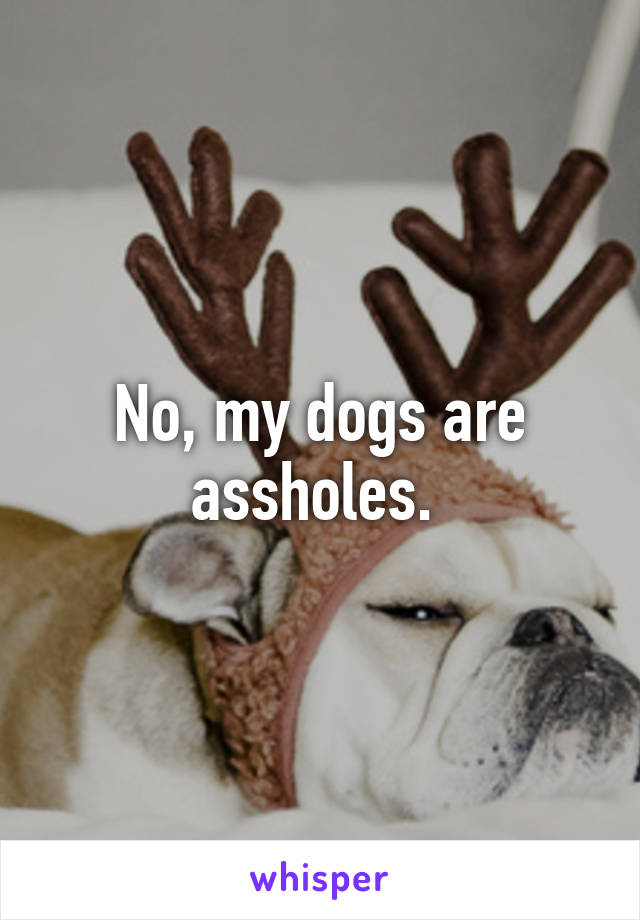 No, my dogs are assholes. 