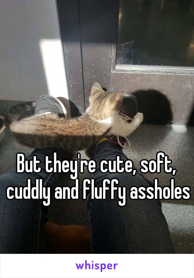 But they're cute, soft, cuddly and fluffy assholes 