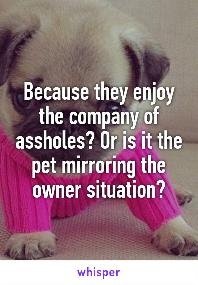 Because they enjoy the company of assholes? Or is it the pet mirroring the owner situation?