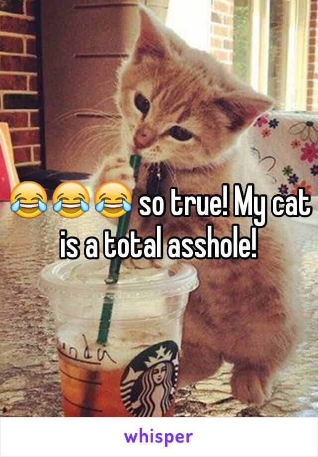 😂😂😂 so true! My cat is a total asshole! 