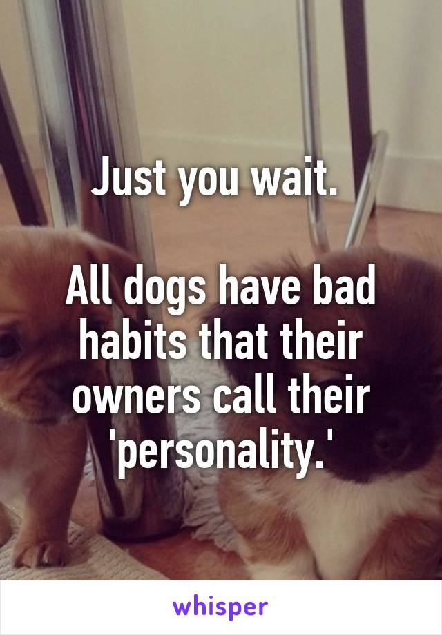 Just you wait. 

All dogs have bad habits that their owners call their 'personality.'