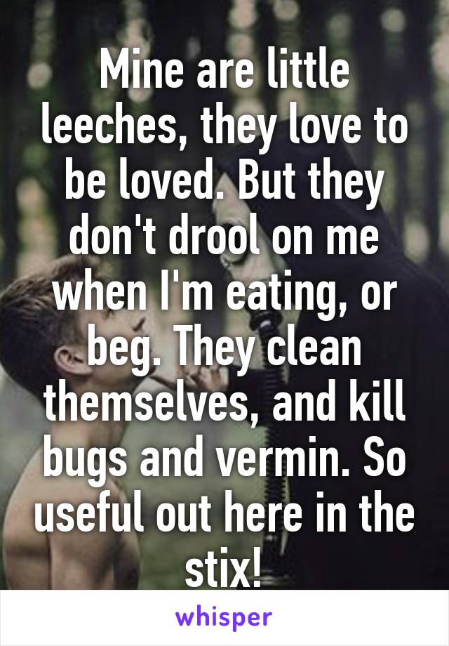 Mine are little leeches, they love to be loved. But they don't drool on me when I'm eating, or beg. They clean themselves, and kill bugs and vermin. So useful out here in the stix!