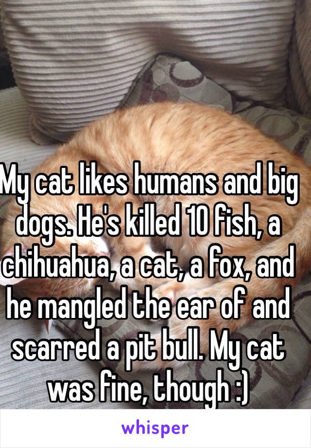 My cat likes humans and big dogs. He's killed 10 fish, a chihuahua, a cat, a fox, and he mangled the ear of and scarred a pit bull. My cat was fine, though :)