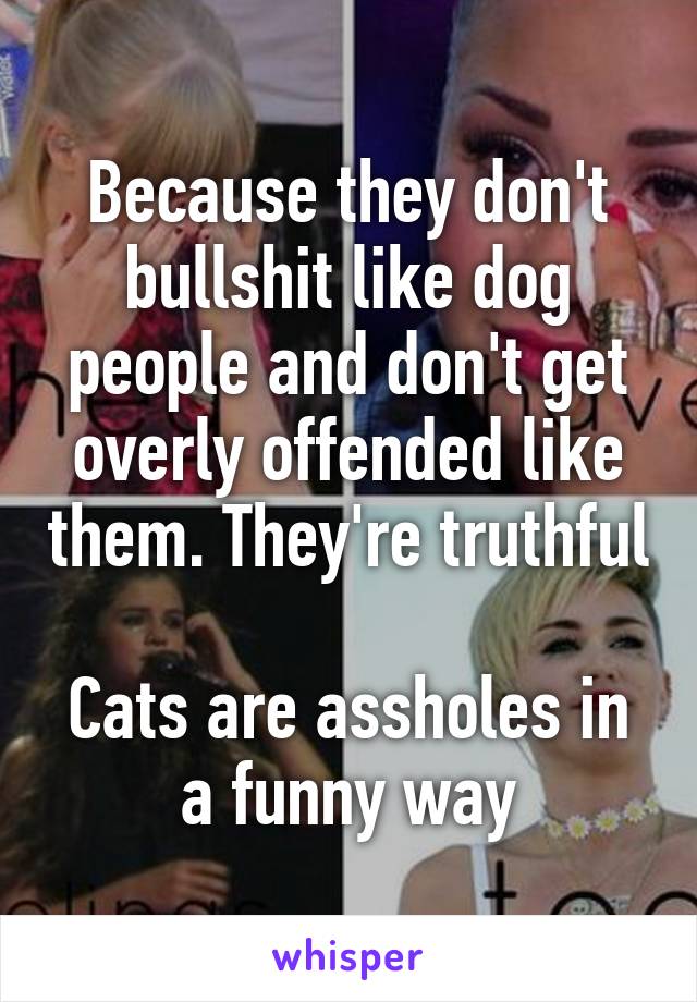 Because they don't bullshit like dog people and don't get overly offended like them. They're truthful 
Cats are assholes in a funny way