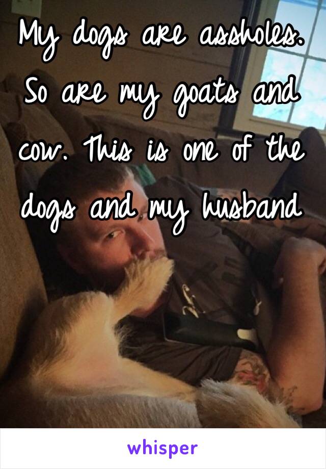 My dogs are assholes. So are my goats and cow. This is one of the dogs and my husband 