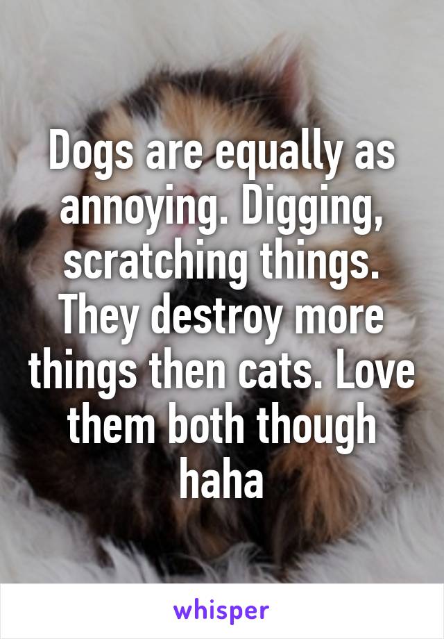 Dogs are equally as annoying. Digging, scratching things. They destroy more things then cats. Love them both though haha