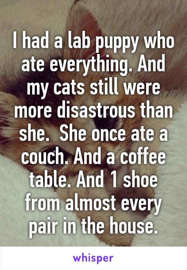 I had a lab puppy who ate everything. And my cats still were more disastrous than she.  She once ate a couch. And a coffee table. And 1 shoe from almost every pair in the house.