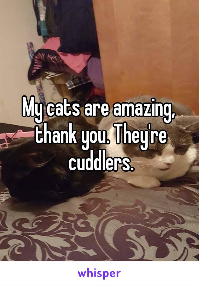 My cats are amazing, thank you. They're cuddlers.